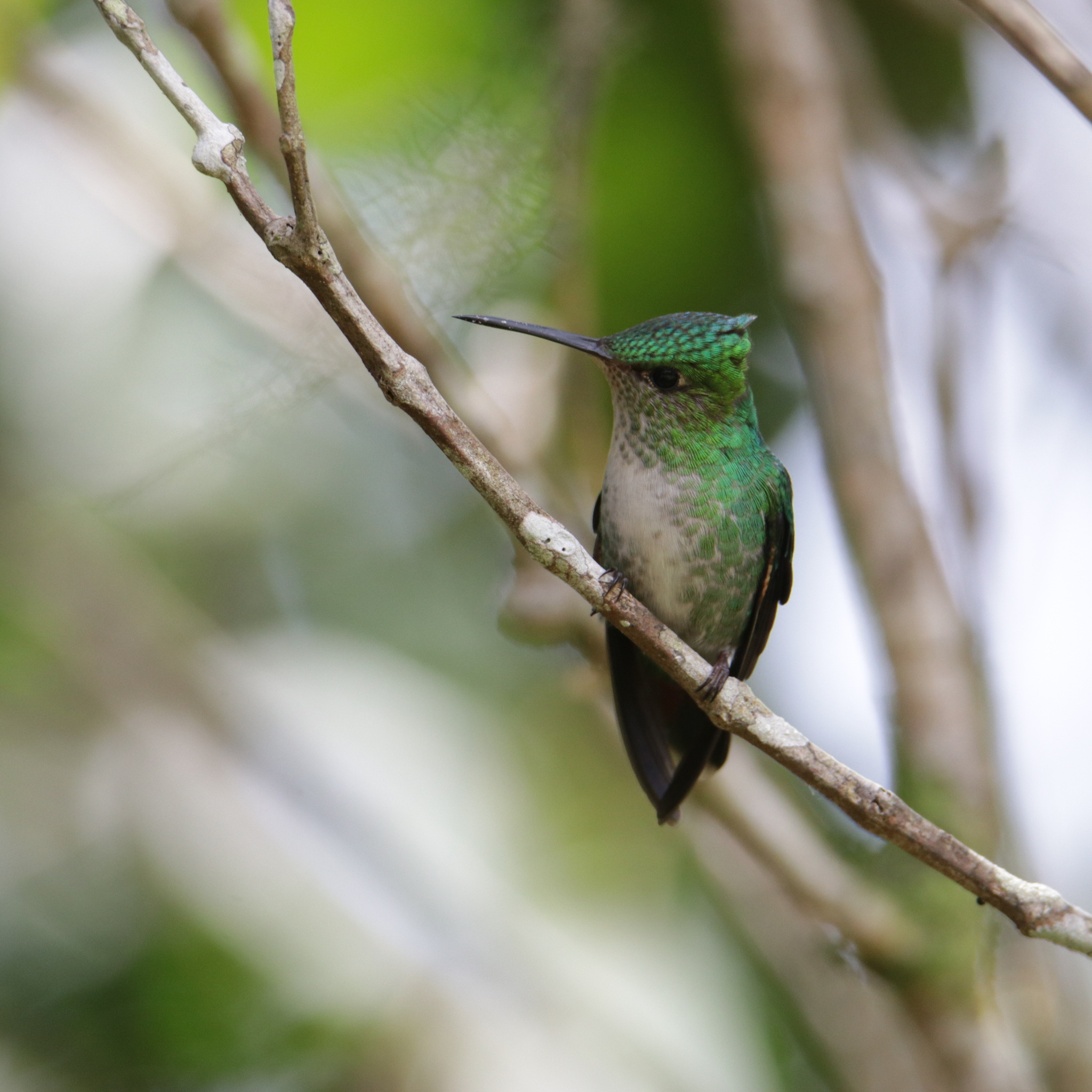 Violet-capped Hummingbird (Goldmania violiceps), photo 5