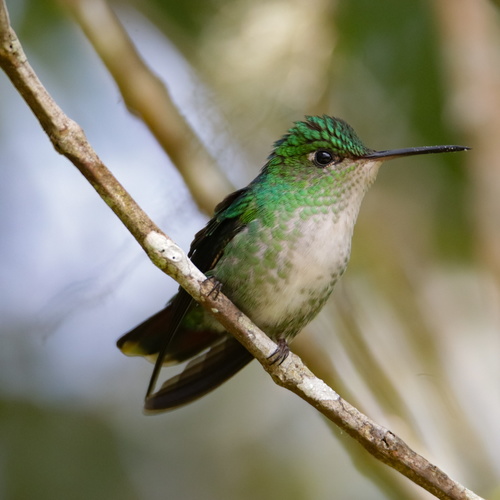 Violet-capped Hummingbird (Goldmania violiceps), photo 8