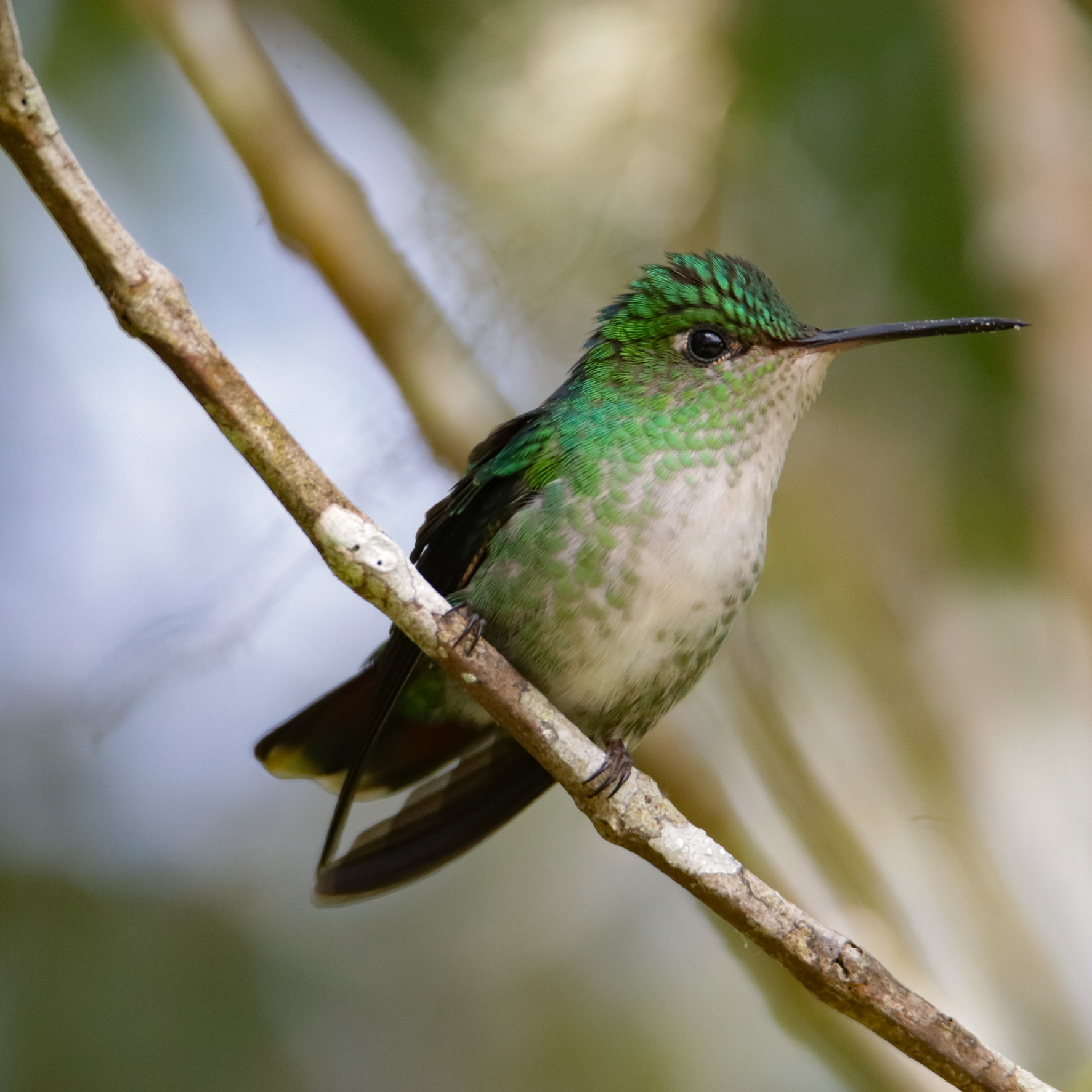 Violet-capped Hummingbird (Goldmania violiceps), photo 4