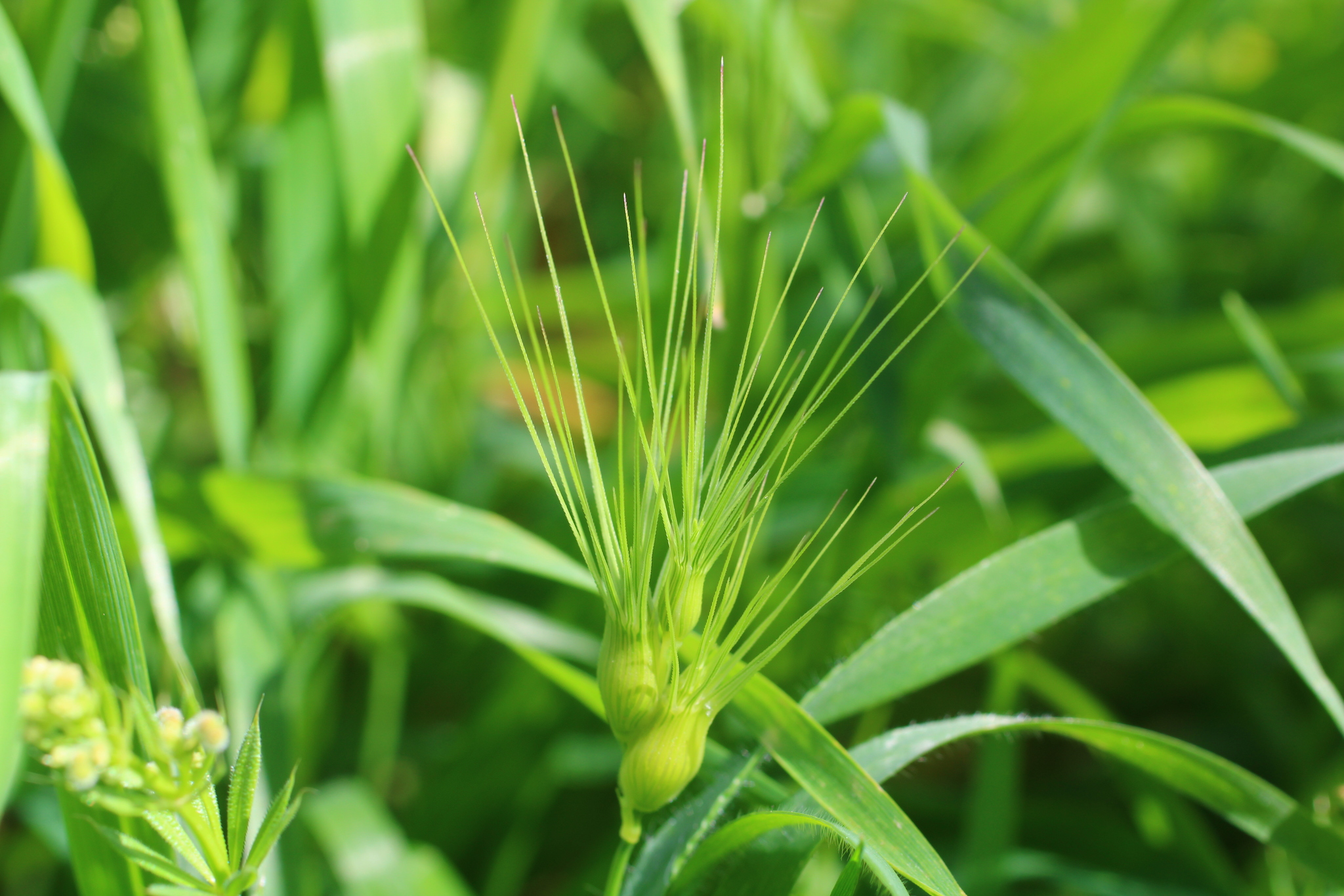 Oval-leaved goatgrass