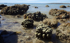 Porites panamensis