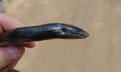 Giant Lance Skink photo 2