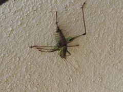 Eupholidoptera magnifica