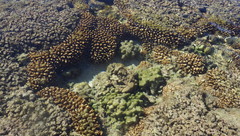 Pocillopora elegans