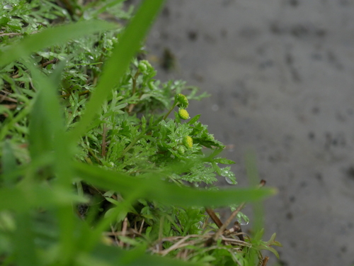 Cotula hemisphaerica iNat (3)