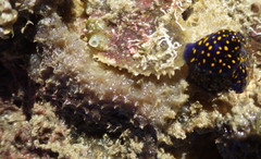 Dysideidae