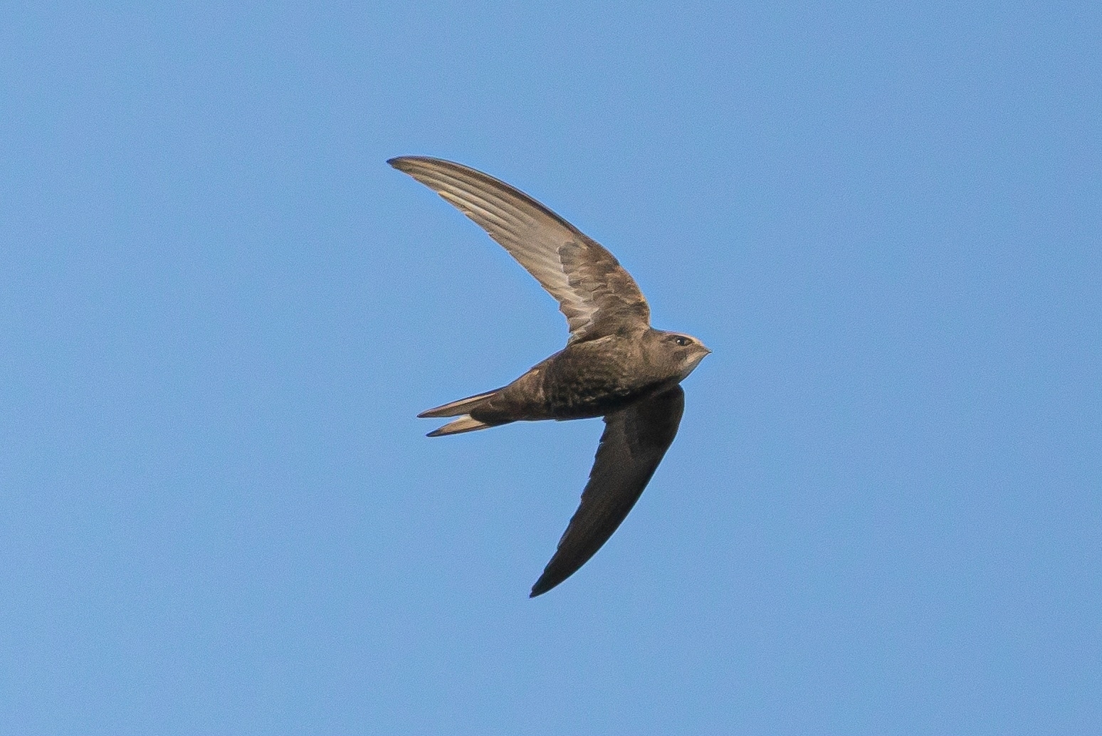 Apus apus (Linnaeus, 1758)