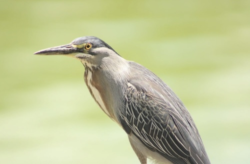 Striated Heron