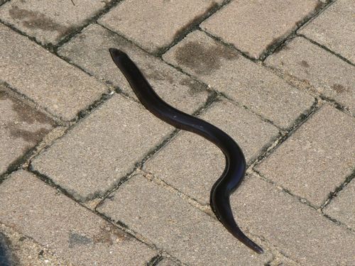 Giant Legless Skink