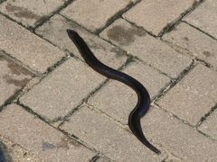 Giant Lance Skink photo 3