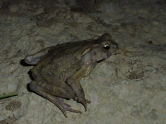 Ingerophrynus celebensis