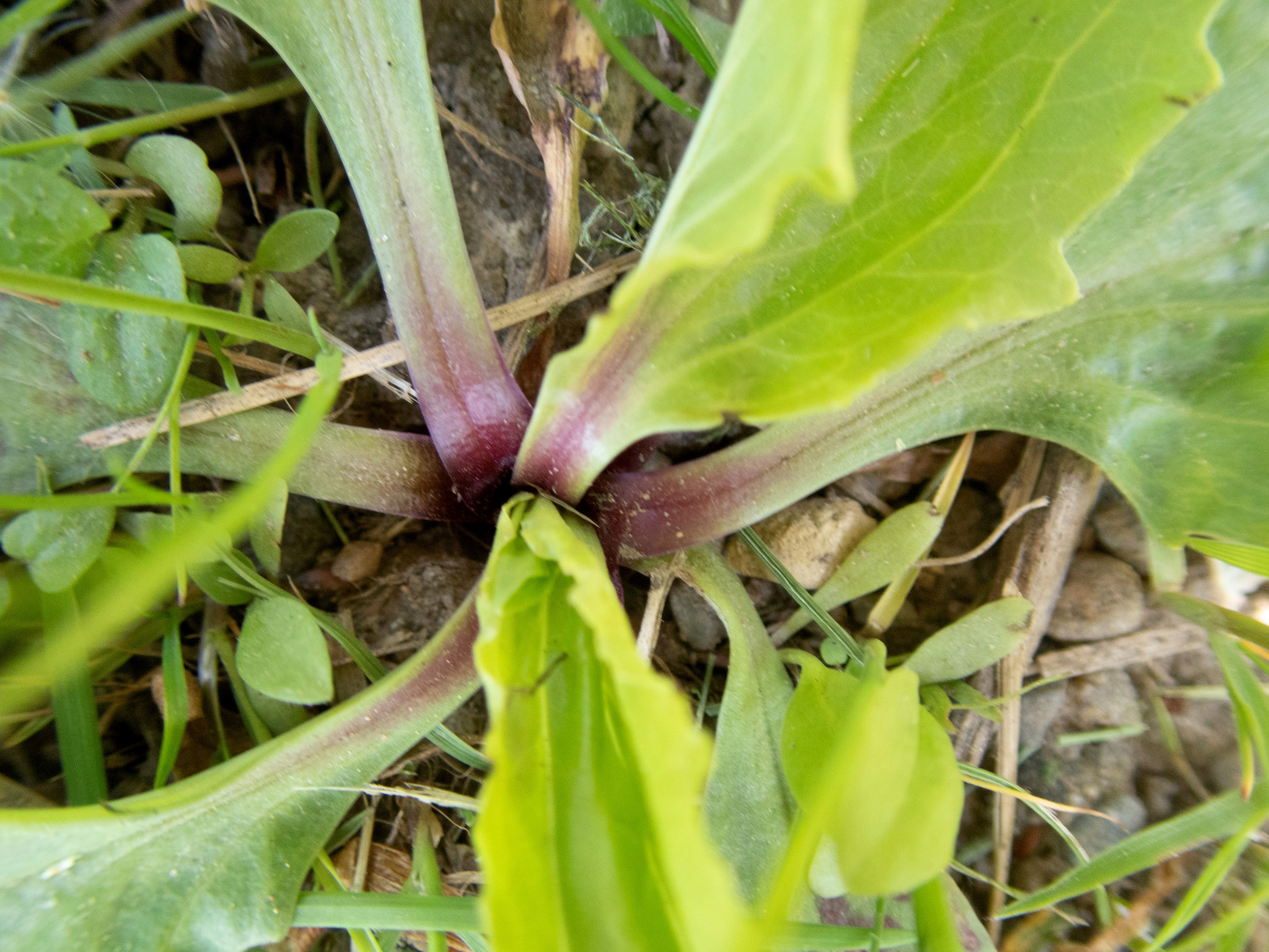 American Plantain (Plantago rugelii)