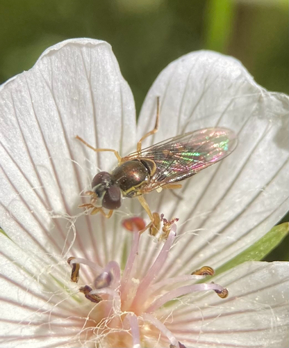 Unknown species found near Cook Ln, Dixon, CA, US