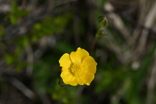 Ranunculus polyanthemos iNat (3)