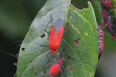 Leptocoris abdominalis