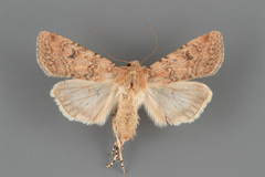 Euxoa serricornis