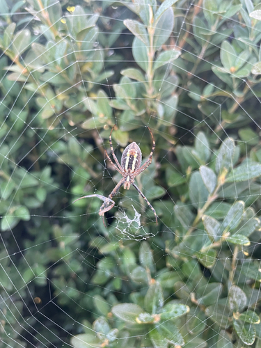 Wasp Spider