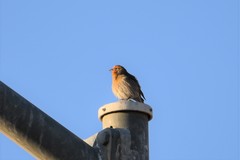 Haemorhous mexicanus