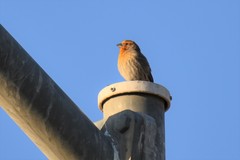 Haemorhous mexicanus