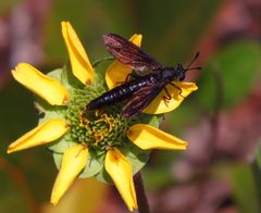 Phyllomydas quercus