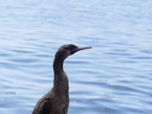 Cape Cormorant