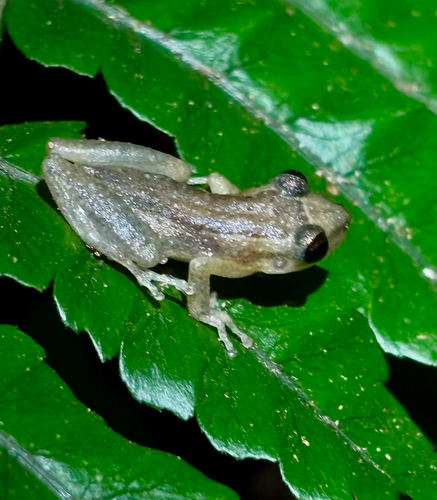 Villavicencio Snouted Treefrog, Scinax wandae