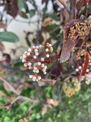 Magnoliopsida