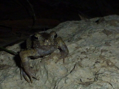 Ingerophrynus celebensis