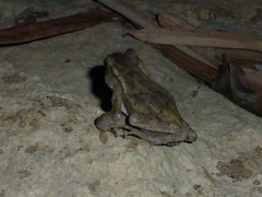 Ingerophrynus celebensis