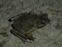 Ingerophrynus celebensis