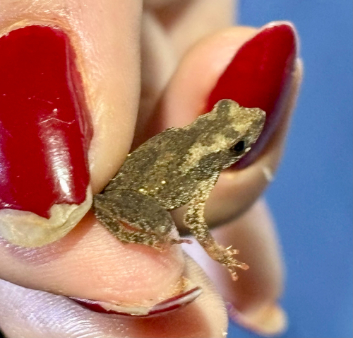 Amazonian Tiny Tree Toad, Amazophrynella minuta
