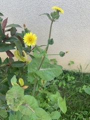 Sonchus oleraceus