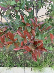Photinia × fraseri