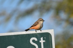 Pyrocephalus rubinus