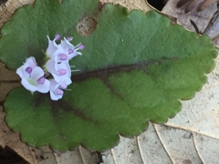 Veronica californica