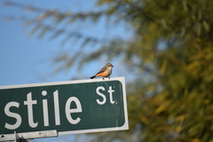 Pyrocephalus rubinus