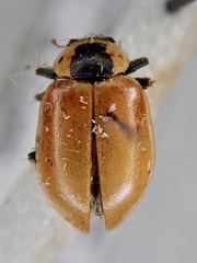 Hippodamia tredecimpunctata