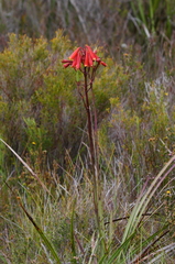 Blandfordia punicea