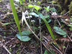 Veronica californica