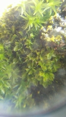 Syntrichia papillosa