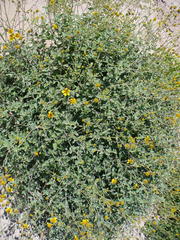 Bahiopsis triangularis