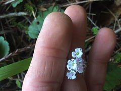 Veronica californica