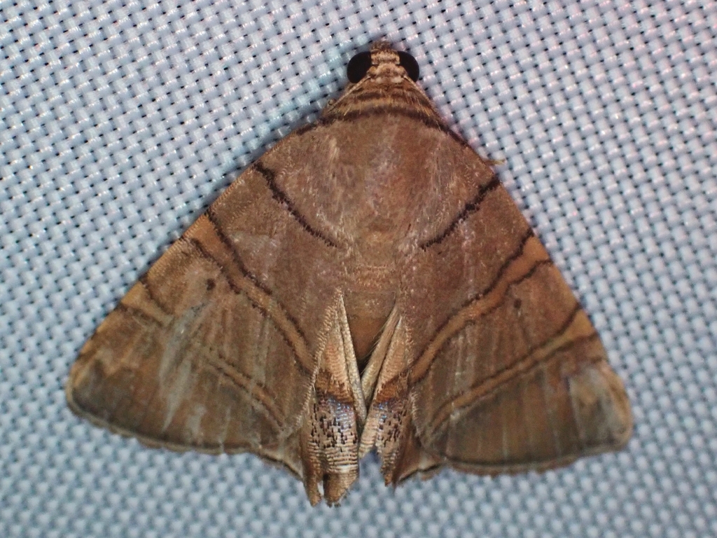 Eulepidotis Moth