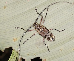 Macropophora trochlearis