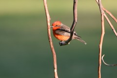 Pyrocephalus rubinus