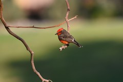 Pyrocephalus rubinus