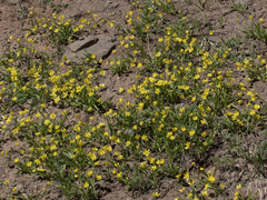 Ranunculus alismifolius alismifolius