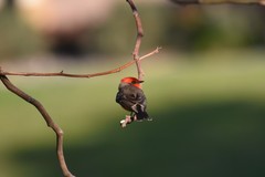 Pyrocephalus rubinus