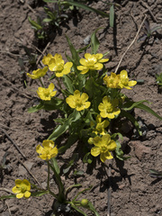 Ranunculus alismifolius alismifolius