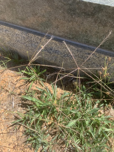 Chloris pycnothrix, photograph 3